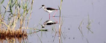 Pego-Oliva Marschland